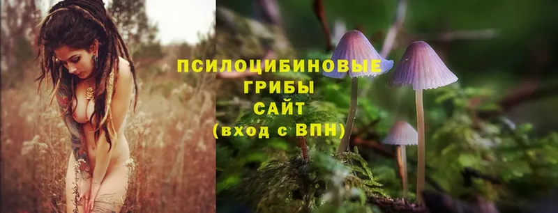 Галлюциногенные грибы Cubensis  Гремячинск 